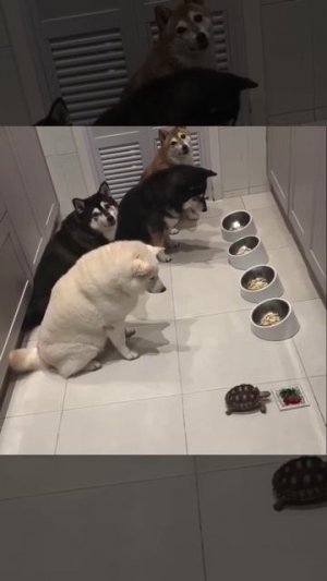 Босс кушает первый