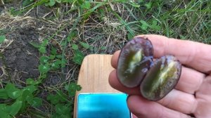 Гф Перцовый черный селекции Калугина В. М. с очень сладкой ягодой.