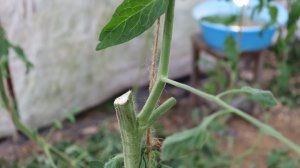 Опыт с пасынками томатов