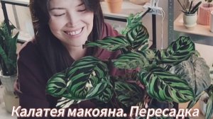 Калатея макояна