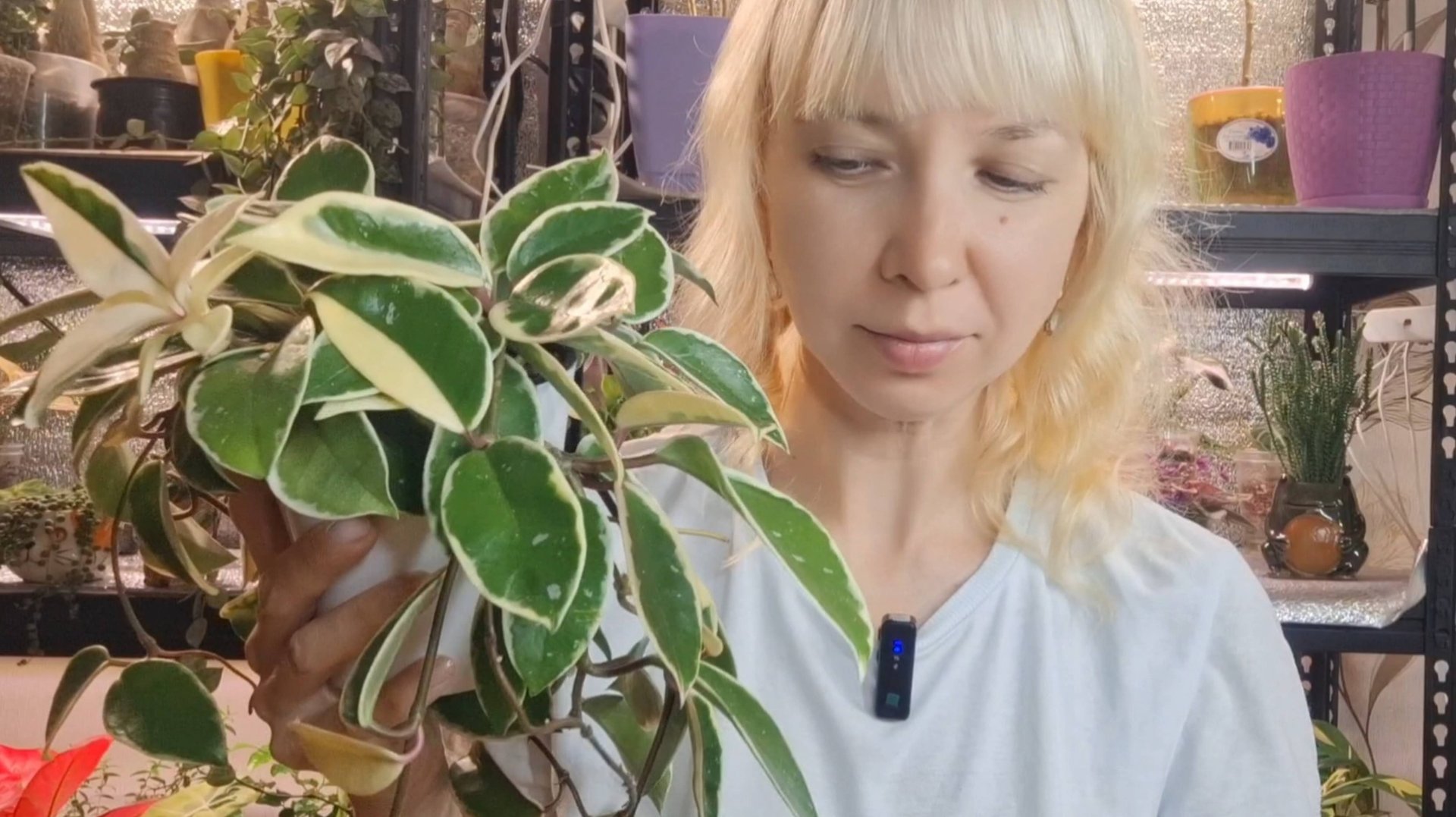 Обзор растений на продажу смотреть онлайн