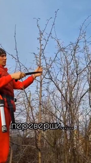 Как правильно срезать вершину плодового дерева