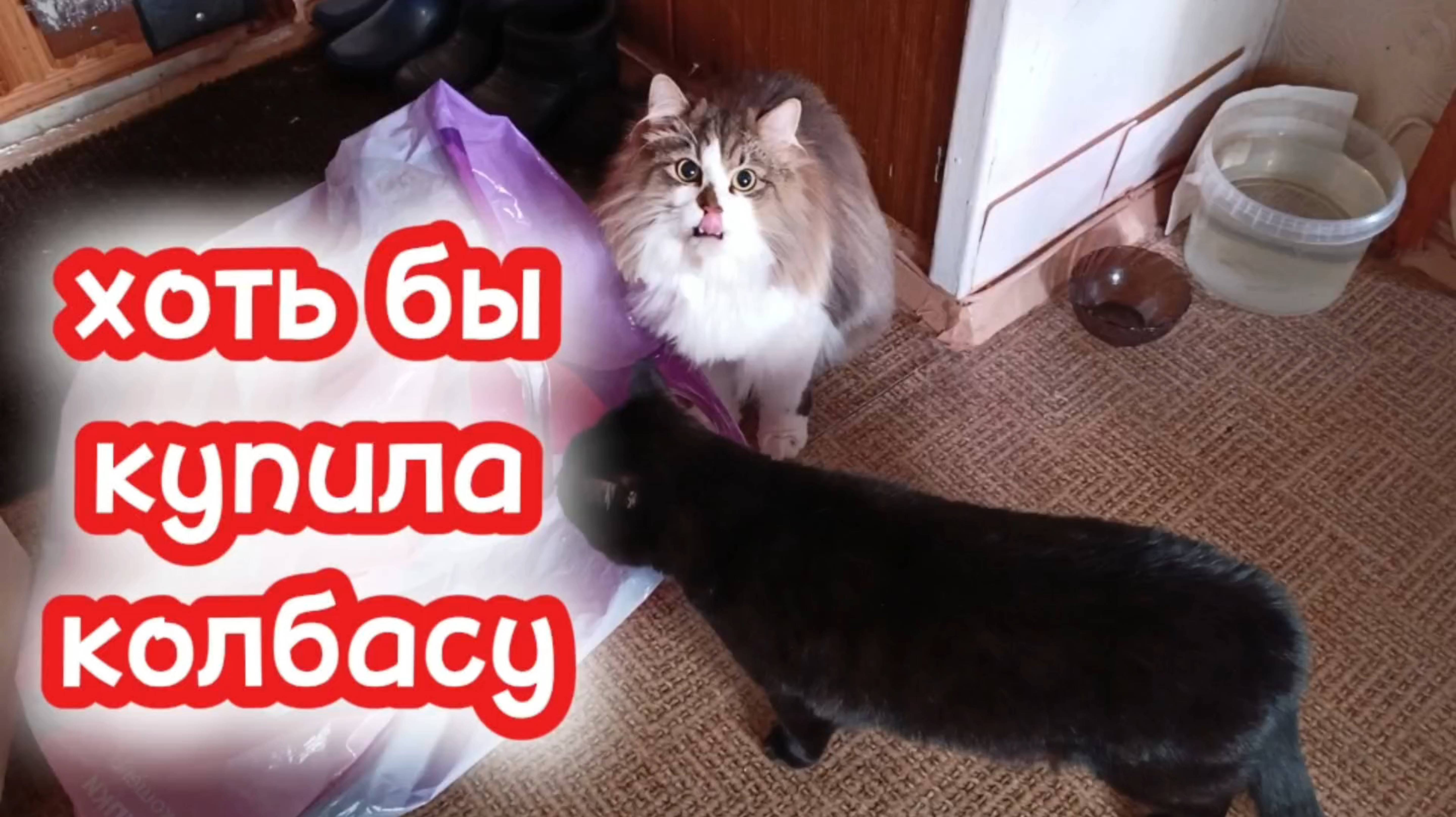 Кошки с озвучкой. смотреть онлайн