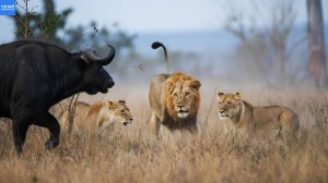 Голодные львы атакуют африканского чёрного буйвола!