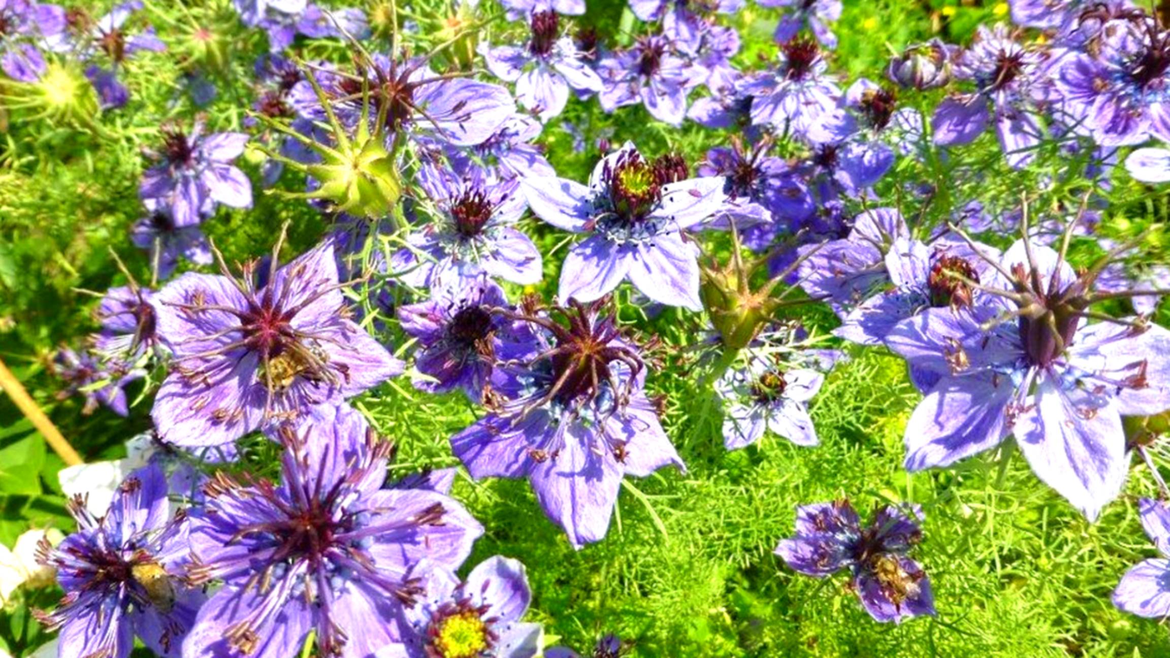 Посейте эти цветы под зиму! Неприхотливые цветы, которые можно посеять в грунт под зиму в саду смотреть онлайн