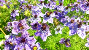 Посейте эти цветы под зиму! Неприхотливые цветы, которые можно посеять в грунт под зиму в саду