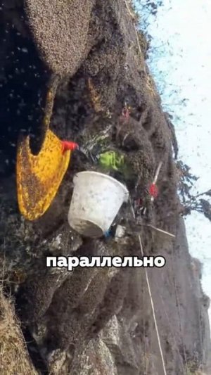 Почему не стоит есть этот мёд_