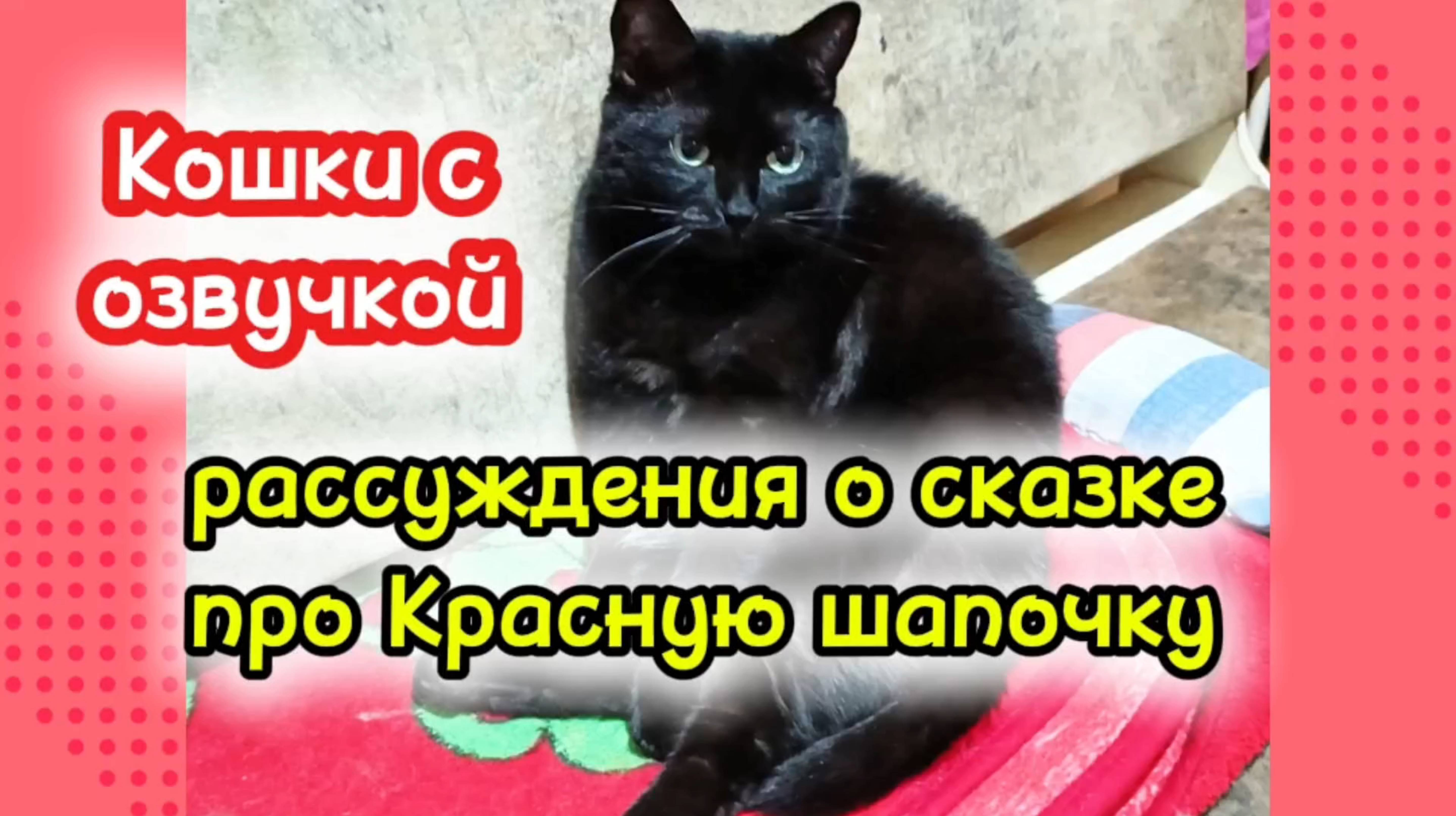 Кошки с озвучкой. смотреть онлайн