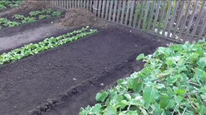 Работы на участке на 25 сентября