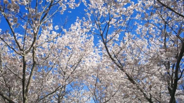 Красивое чтение Корана عبدالله الموسي смотреть онлайн