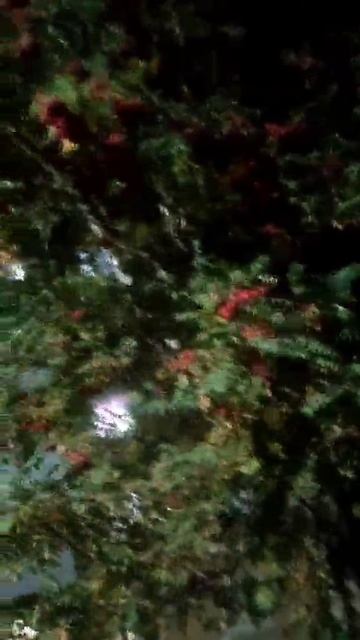 Мамин репортаж. День рябины! смотреть онлайн