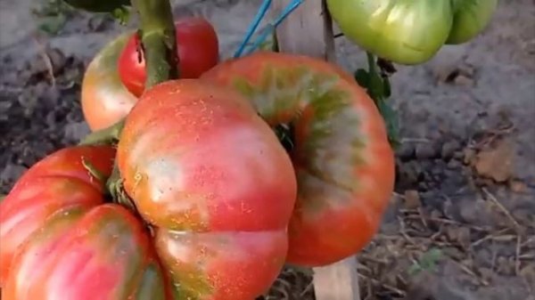 Томат сорт Отводы