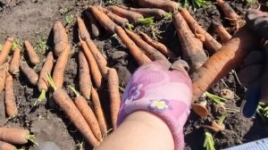 Всем приветик перебирая морковь, и между делом болтаю о том, о сем