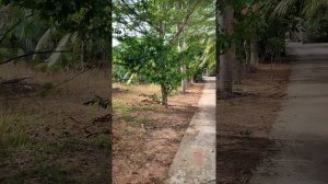 ЧЕМУ Я НАУЧИЛАСЬ ВО ВЬЕТНАМЕ