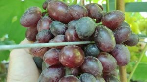 Достойный Гигант от Калугина!!!🍇🍇🍇 Telegram, WhatsApp и Vlber +79528500417. Тел.+79054033245.