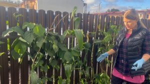 Выращивание кукурузы через рассаду.