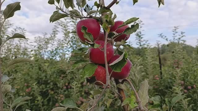 яблоня Джонатан смотреть онлайн
