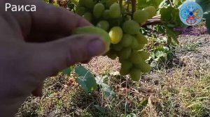 Обзор виноградника гф Раиса'25