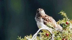 Звуки природы. Природа. Птицы. Пение жаворонка на лугу