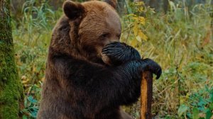 Мой папа - медведь