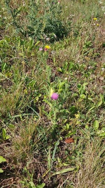 Красивая жёлтая бабочка! смотреть онлайн