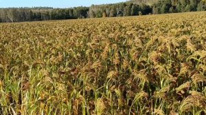 Просо на свал