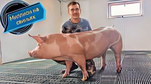 Заселение нового свинарника на щелевых полах