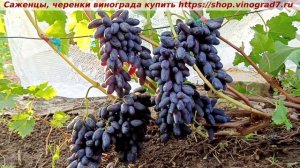 Виноград 07.08.2025 гогда ВЕРНИСАЖ ультраранний срок созревания формы Калугина- ягода крупная.