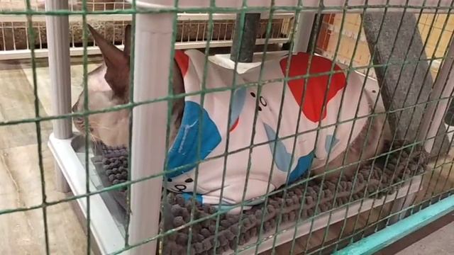 Кошки . Им тут хорошо!