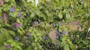 слива Анджелино