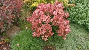 Метельчатые гортензии до заморозка, все окрасились. Покажу новинки. 24.09.2025 Восток Ленобласти