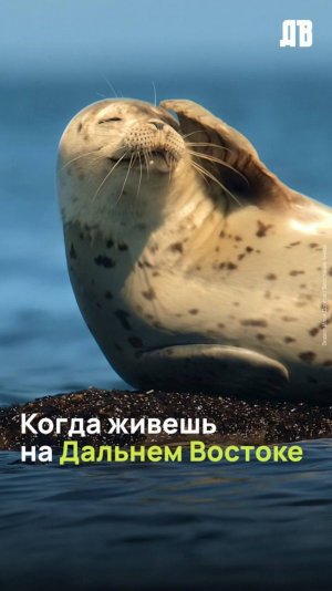 Как выглядит жизнь на Дальнем