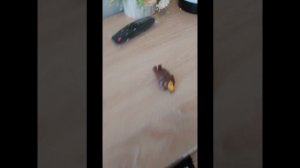 Маша и медведь весна пришла серия 883