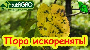 КУПОРОС + МОЧЕВИНА: КОГДА ПРАВИЛЬНО ДЕЛАТЬ ИСКОРЕНЯЮЩУЮ ОБРАБОТКУ САДА. Вот самый правильный срок.