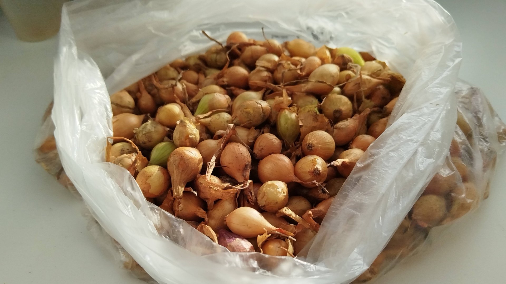 Привожу в порядок грядки для осеннего посева. Немного воспоминаний. Супер лук. смотреть онлайн