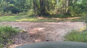 Наши цыплята сбежали. ПЕРЕВОД. Арнак