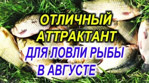ОТЛИЧНЫЙ АТТРАКТАНТ ДЛЯ ЛОВЛИ РЫБЫ В АВГУСТЕ! ЛЕЩ, КАРП, КАРАСЬ, ПЛОТВА #рыбалка #дмитрийбуторов