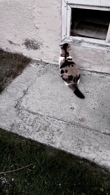 Вирусная кица 😺 смотреть онлайн