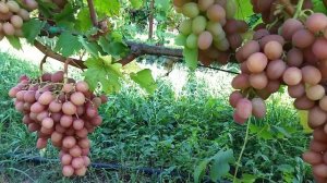 Рубиновый юбилей селекции Крайнова В. Н стабильный виноград с мускатом.