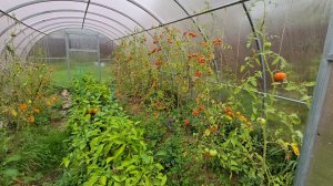 24-09-2025 Собираем урожай,  закрываем дачу // Жизнь продолжается