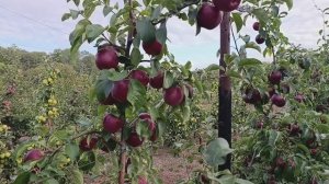 яблоня Моди