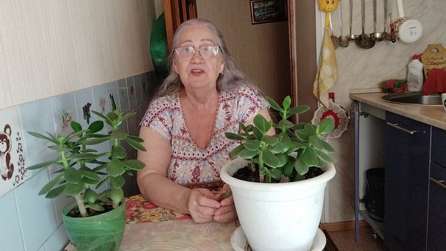 Денежное дерево