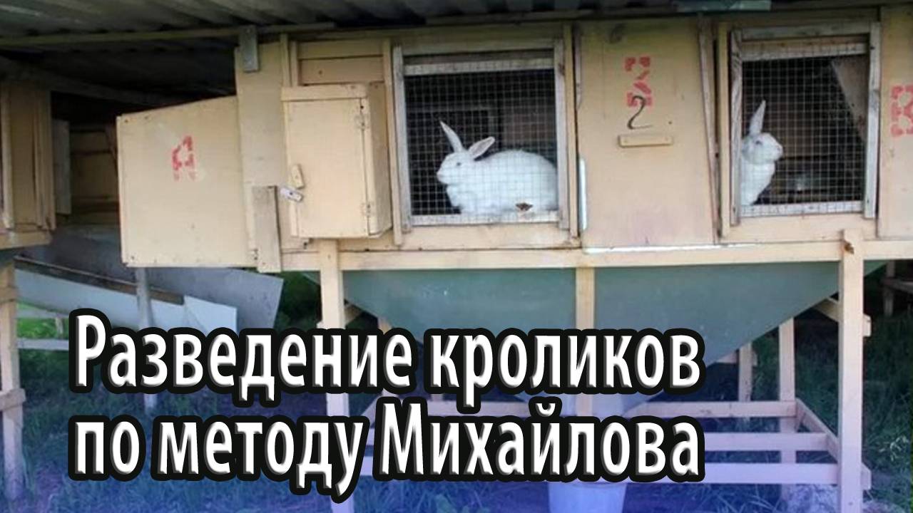 Разведение кроликов по методу Михайлова описание и отличие от традиционной системы выращивания