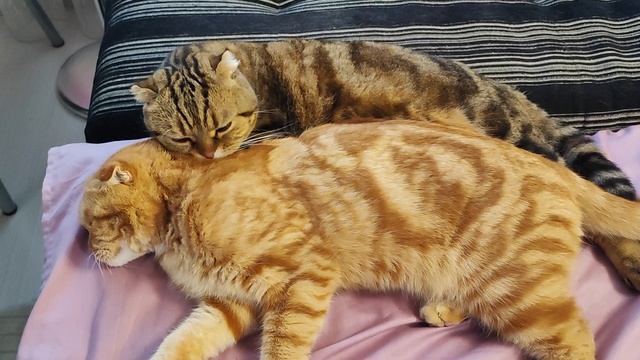 Умой-ка такого телёнка 😅😸 бедная Луняшка смотреть онлайн