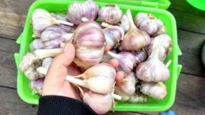 Такая простая подготовка чеснока к посадке осенью увеличит урожай в 2 раза! Чеснок озимый.