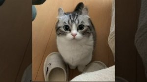 мм бананчики