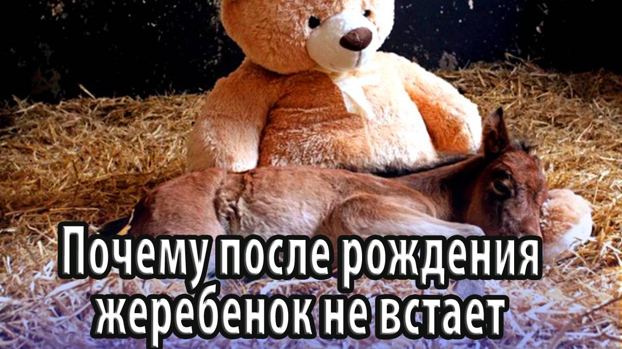 Почему после рождения маленький жеребенок не встает