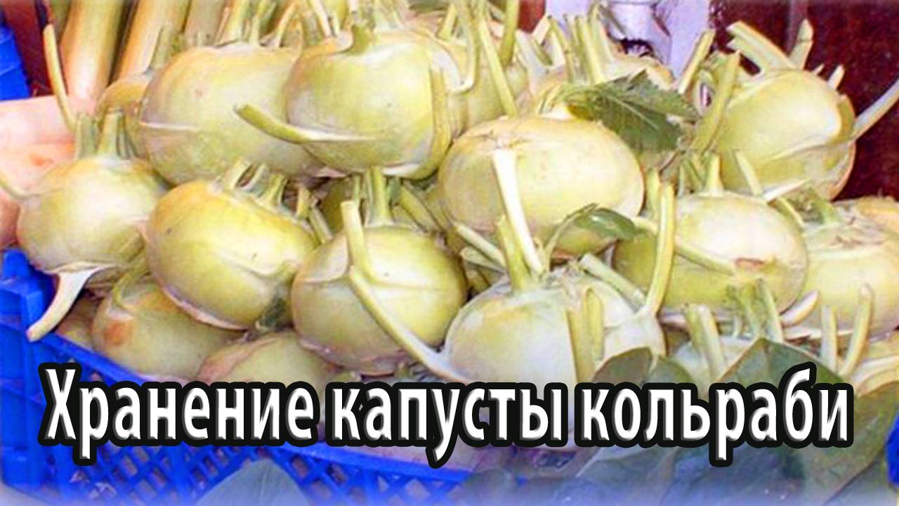 Правильное хранение капусты кольраби