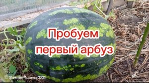 Пробуем первый арбуз, выращенный в теплице, вес 6400