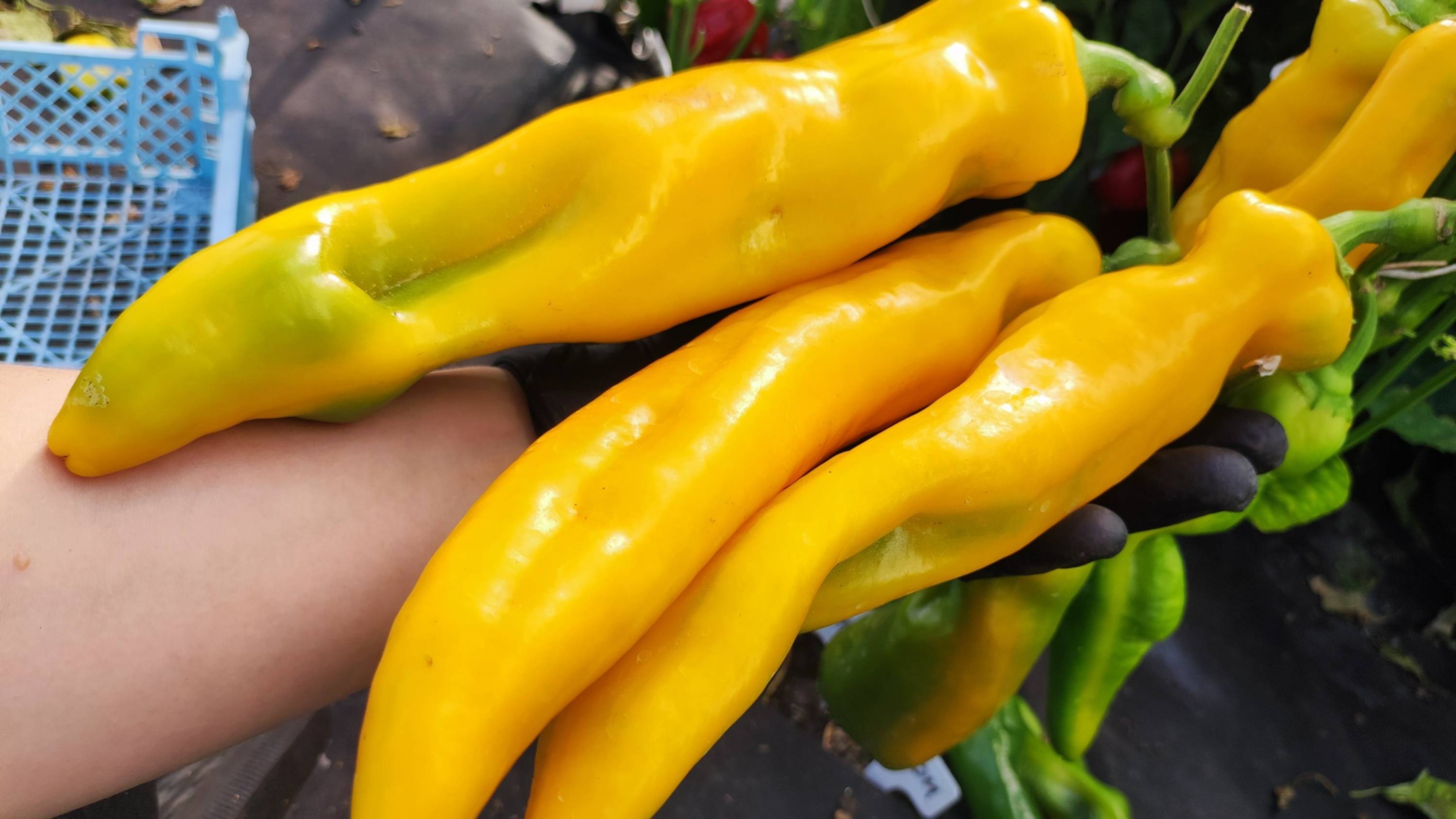 ТОЛЬКО ЭТИ ПЕРЦЫ БУДУ ВЫРАЩИВАТЬ В 2026 году! смотреть онлайн